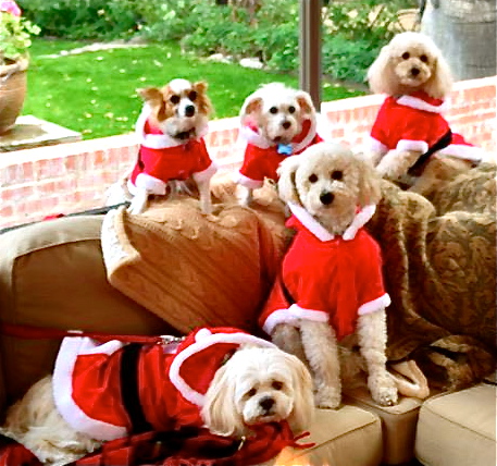 santapuppies